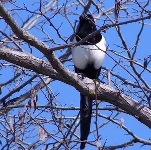 Black-billed Magpie