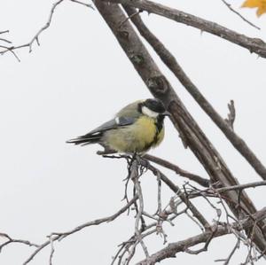 Great Tit