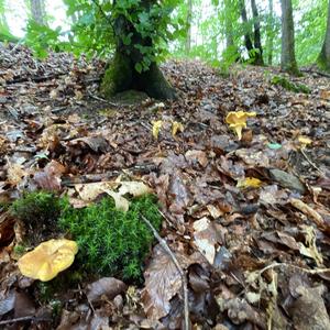 Chanterelle, Common