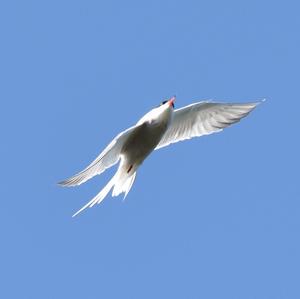 Common Tern