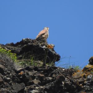 Common Kestrel