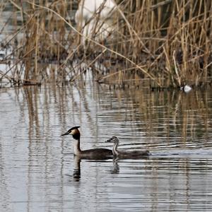 Great Crested Grebe