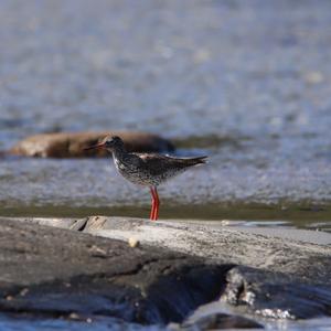 Common Redshank