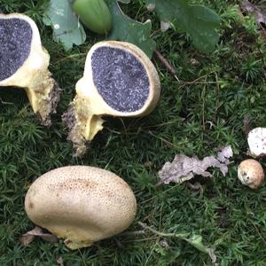 Pigskin Poison Puffball