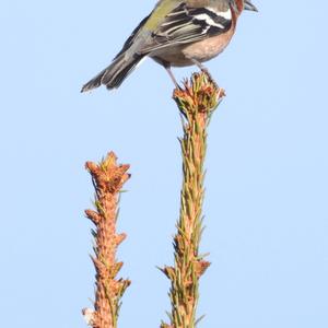 Eurasian Chaffinch