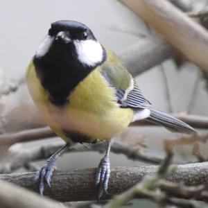 Great Tit