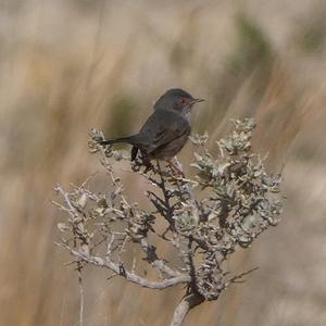 Dartford Warbler