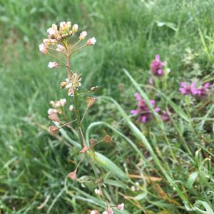 Field Pennycress