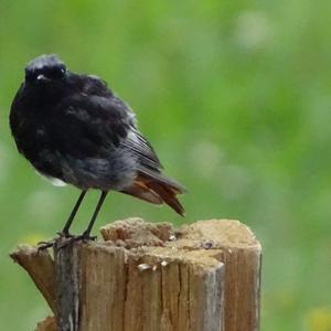 Black Redstart