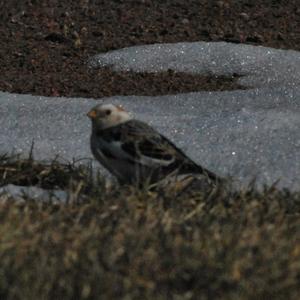 Snow Bunting