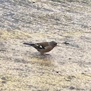 Eurasian Chaffinch