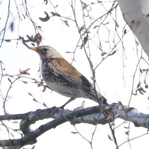 Fieldfare