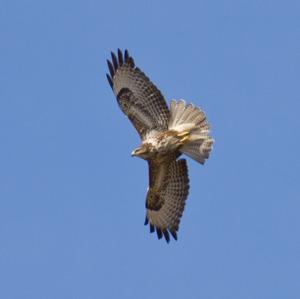 Common Buzzard