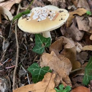 Gemmed Amanita