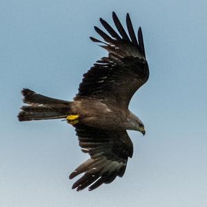 Black Kite