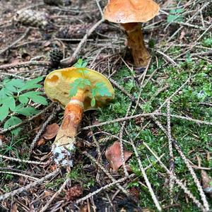 Larch Suillus