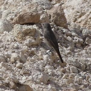 Black Redstart