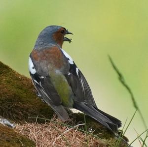 Eurasian Chaffinch