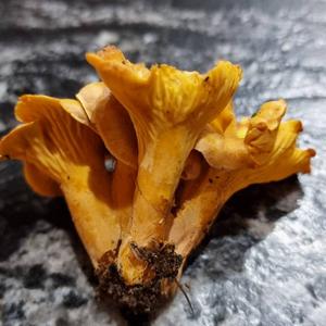 Chanterelle, Common