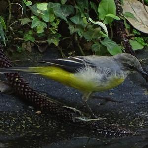 Grey Wagtail