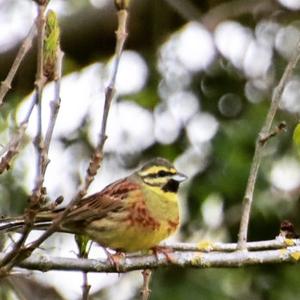 Cirl Bunting