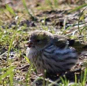 Eurasian Siskin