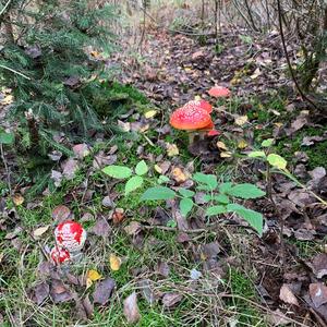 Fly Agaric