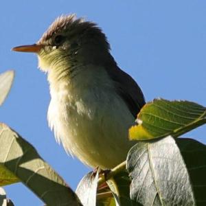 Melodious Warbler