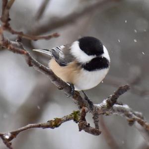 Black-capped Chickadee