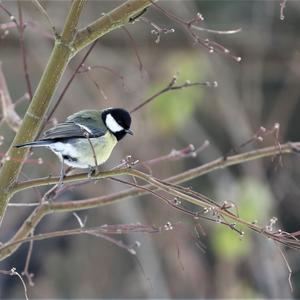 Great Tit