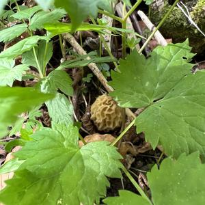 Yellow Morel