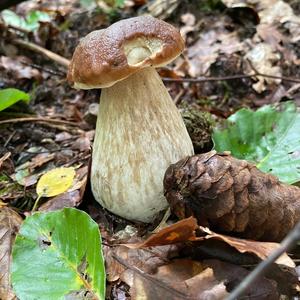 Summer Bolete