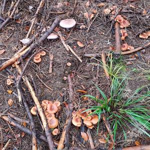 Tawny Funnel-cap