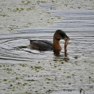 Pied-billed Grebe