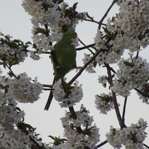 Rose-ringed Parakeet