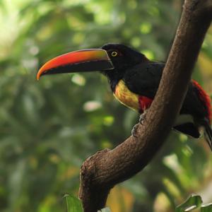 Fiery-billed Aracari