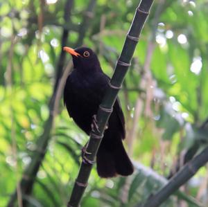 Eurasian Blackbird