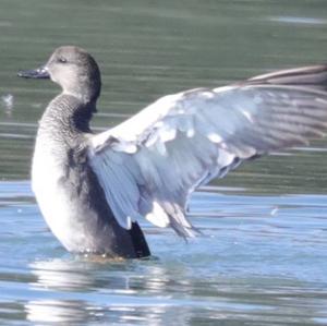 Gadwall