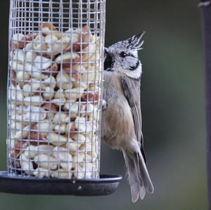 Crested Tit