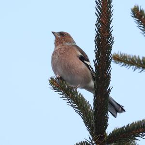 Eurasian Chaffinch