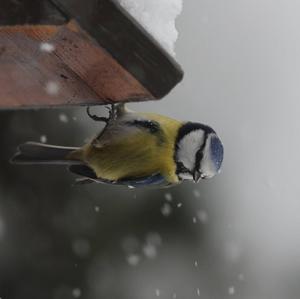 Blue Tit