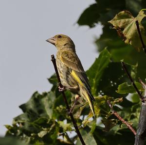 European Greenfinch