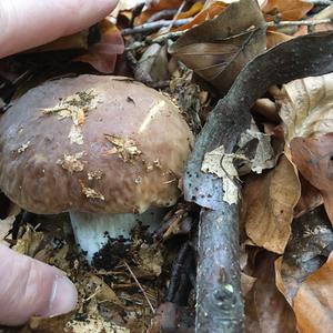 Summer Bolete