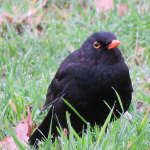 Eurasian Blackbird