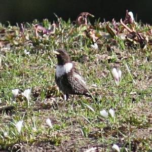 Ring Ouzel