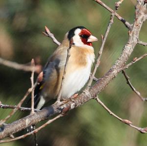 European Goldfinch