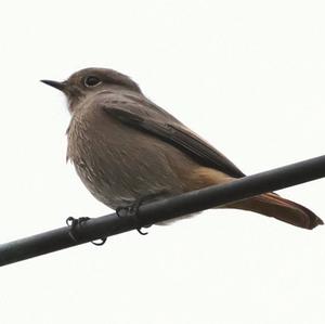 Black Redstart