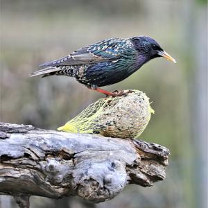 Common Starling