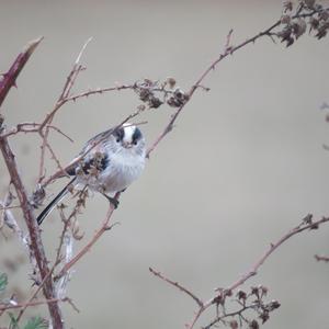 Long-tailed Tit