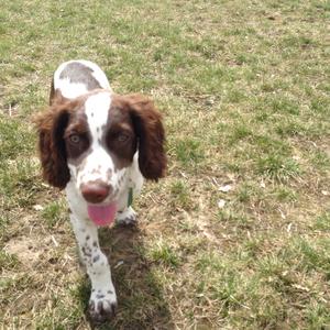 Spaniel (English Springer)